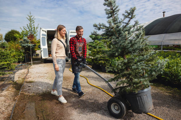 The Steps Involved in Our Tree Care Process in Hoschton, GA